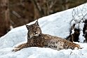 Lince