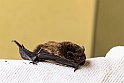 Pipistrello