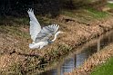 Airone bianco maggiore