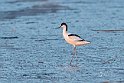 Avocetta