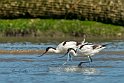 Avocette