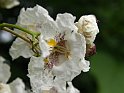 Catalpa speciosa