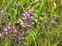 Limonium vulgare