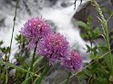 Armeria alpina