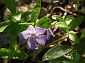 Pervinca