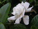 Gardenia