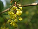 Stachyurus praecox