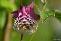 Aquilegia vulgaris