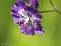 Geranium pheum