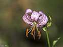 Lilium Montano