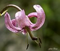 Lilium Montano1