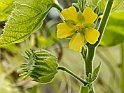 Abutilon theophrasti