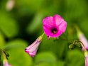 campanula