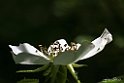 Rosa canina