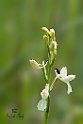 Anacamptis-laxiflora