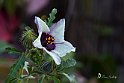 Hibiscus trionum L.