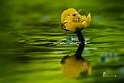 Nuphar lutea