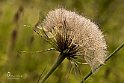 Tragopogon porrfolius L.Barba di becco 1