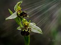 Ophrys-apifera