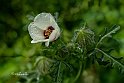 Hibiscus-trionum