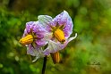 patata-(Solanum-tuberosum-)