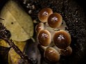 Agrocybe cylindracea