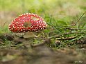 Amanita muscaria 2