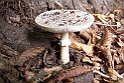 Amanita pantherina 1