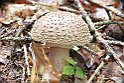 Amanita pantherina