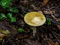 Amanita phalloides