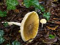 Amanita phalloides1