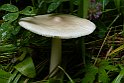 Amanita vaginata