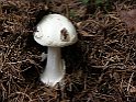 Amanita verna