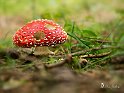 Amanita-muscaria-2