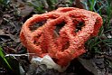 Clathrus-cancellatus