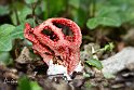 Clathrus-cancellatus 1