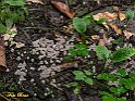 Coprinus disseminatus