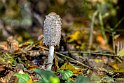 Coprinus-comatus-2