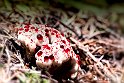 Hydnellum-peckii