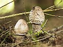 Lepiota procera