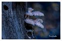 Schizophyllum-commune