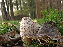 cervara funghi