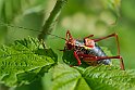 Barbitistes-Vicentinus