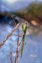 Mantide-religiosa-prega