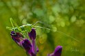 Tettigonia viridissima