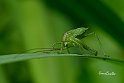 Tettigonia-virdissima-