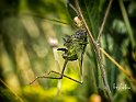 Xysticus-cristatus-con-Decticus-verrucivorus