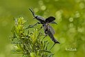 Athous-haemorrhoidalis-volo-