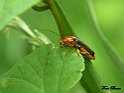 Cantharis livida