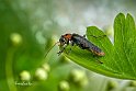 Cantharis-fusca-1